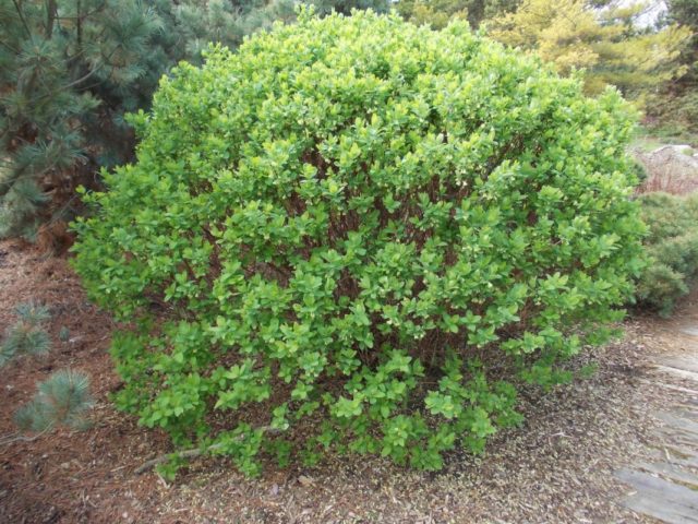 Honeysuckle varieties Lakomka: planting and care, pollinators, reviews