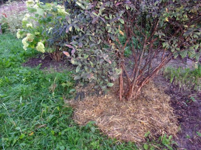 Honeysuckle varieties Lakomka: planting and care, pollinators, reviews