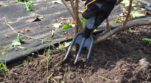 Honeysuckle varieties Lakomka: planting and care, pollinators, reviews