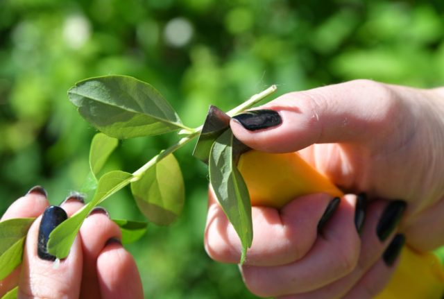 Honeysuckle varieties Lakomka: planting and care, pollinators, reviews