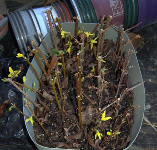 Honeysuckle varieties Lakomka: planting and care, pollinators, reviews