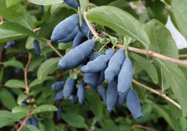 Honeysuckle varieties Lakomka: planting and care, pollinators, reviews