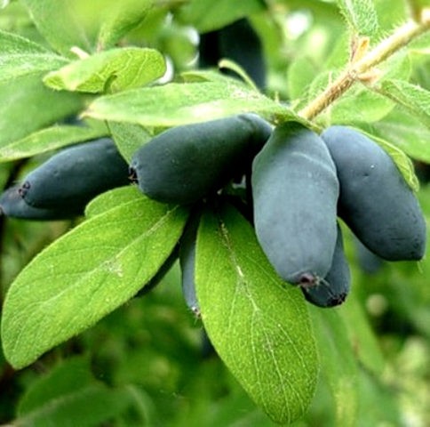 Honeysuckle varieties Lakomka: planting and care, pollinators, reviews