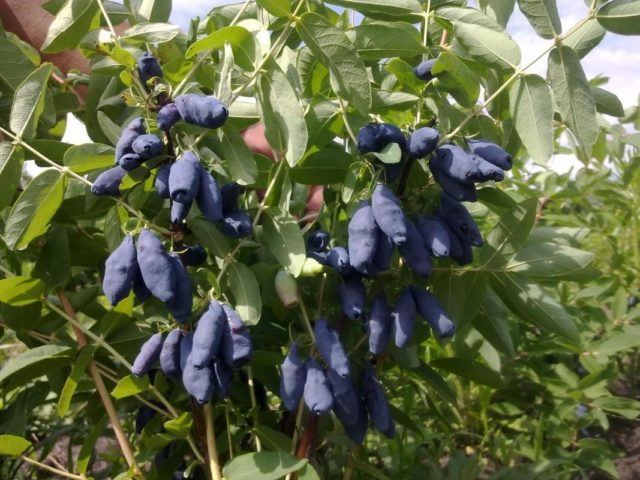 Honeysuckle varieties Lakomka: planting and care, pollinators, reviews