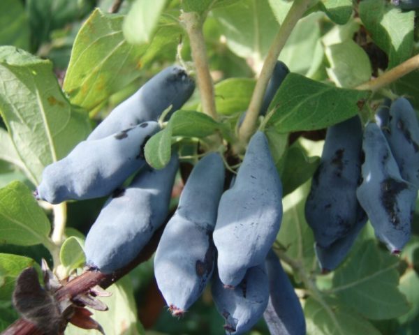 Honeysuckle varieties Lebedushka: reviews, planting and care, pollinators