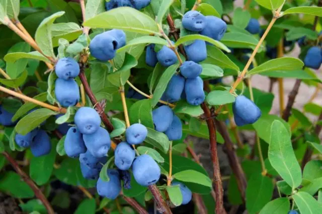 Honeysuckle varieties Lebedushka: reviews, planting and care, pollinators