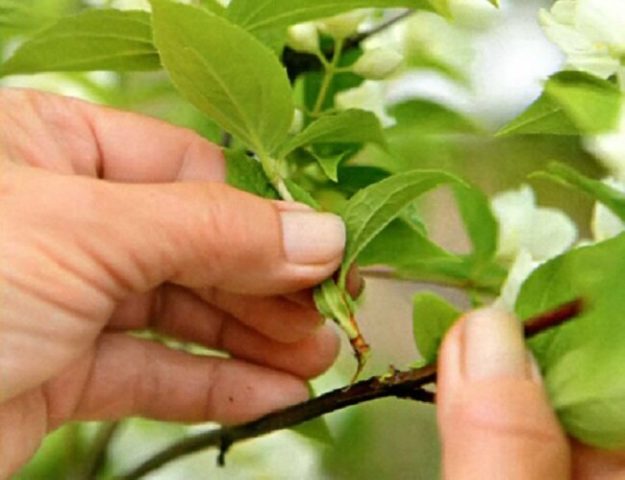 Honeysuckle variety Cinderella: planting and care, photos, pollinators, reviews