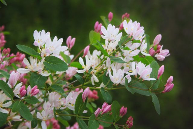 Honeysuckle variety Gzhelka: description, planting and care, reviews