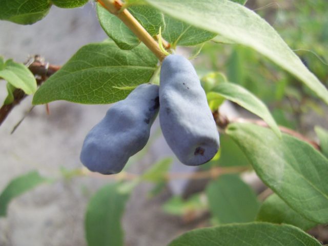 Honeysuckle variety Gzhelka: description, planting and care, reviews