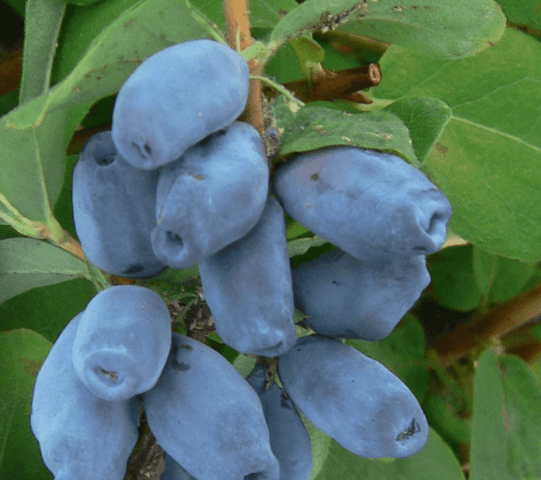 Honeysuckle variety Malvina: reviews, pollinators, planting and care