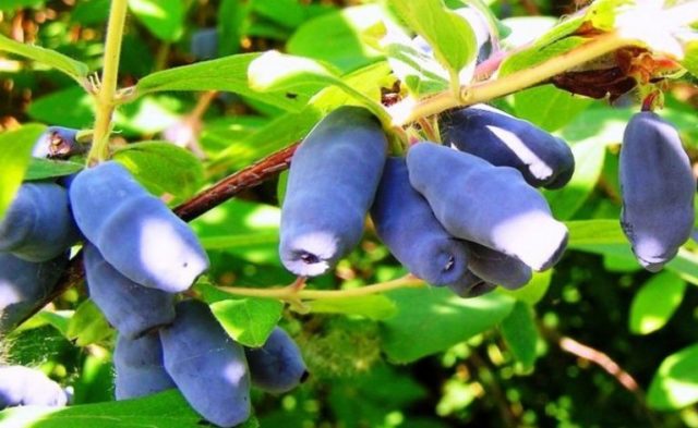 Honeysuckle variety Malvina: reviews, pollinators, planting and care