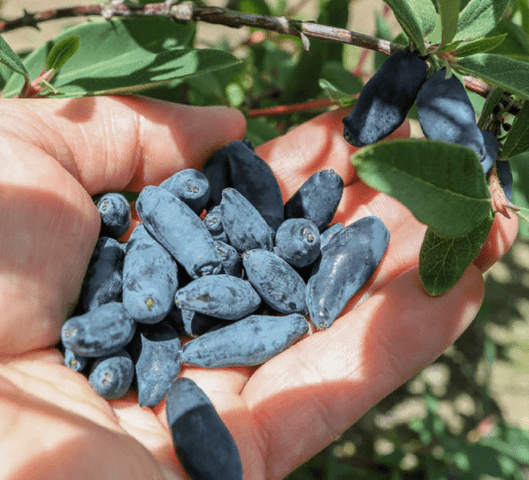 Honeysuckle variety Malvina: reviews, pollinators, planting and care