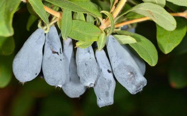 Honeysuckle variety Malvina: reviews, pollinators, planting and care