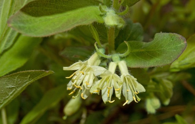 Honeysuckle variety Violet: description, photo and reviews