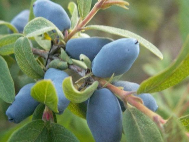 Honeysuckle variety Violet: description, photo and reviews