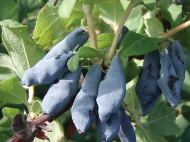 Honeysuckle variety Violet: description, photo and reviews