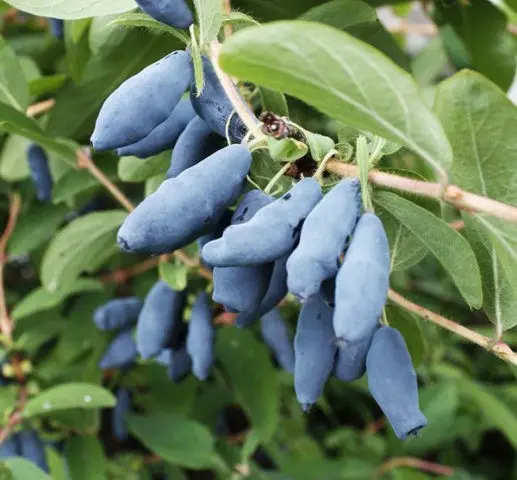 Honeysuckle variety Violet: description, photo and reviews