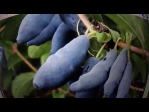 Honeysuckle variety Violet: description, photo and reviews