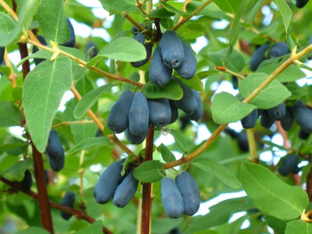 Honeysuckle Vasyuganskaya: variety description, photos and reviews