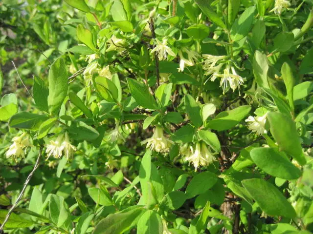 Honeysuckle Vasyuganskaya: variety description, photos and reviews