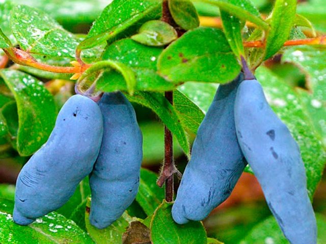 Honeysuckle Vasyuganskaya: variety description, photos and reviews