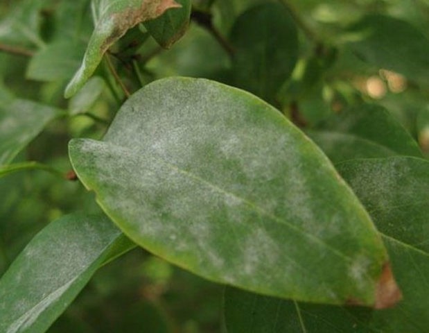 Honeysuckle Vasyuganskaya: variety description, photos and reviews