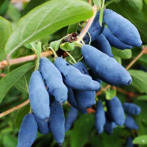 Honeysuckle Viola: variety description, photos and reviews