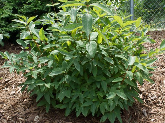 Honeysuckle Volkhov: variety description, photos and reviews