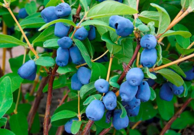 Honeysuckle: when the berry ripens, why it doesn’t bloom, what year it starts to bear fruit