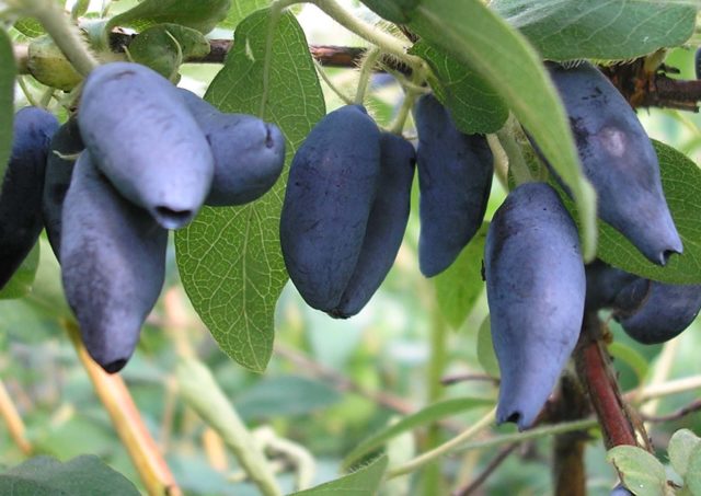 Honeysuckle: when the berry ripens, why it doesn’t bloom, what year it starts to bear fruit