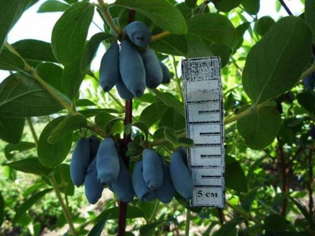 Honeysuckle Yugan