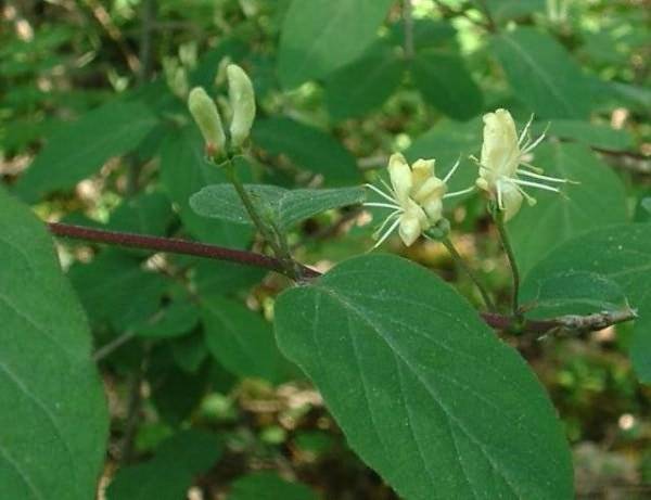 Honeysuckle Yugan