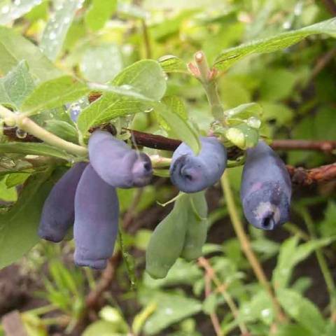 Honeysuckle Yugan