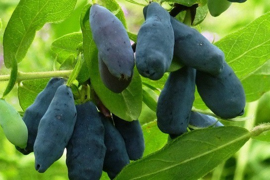 Honeysuckle Zest: pollinators, planting and care, reviews of gardeners