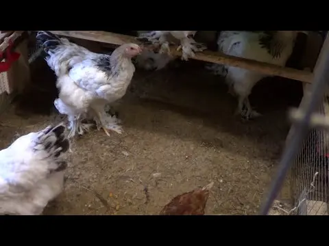 Hood in the chicken coop