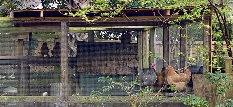 Hood in the chicken coop