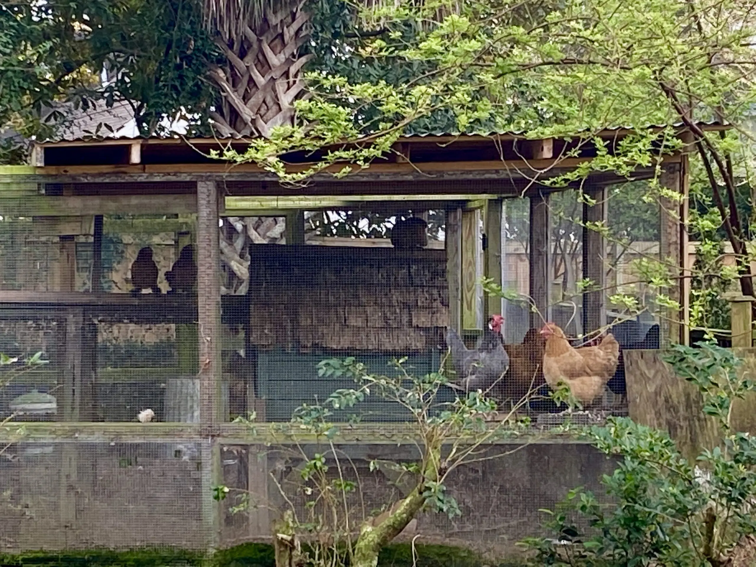 Hood in the chicken coop