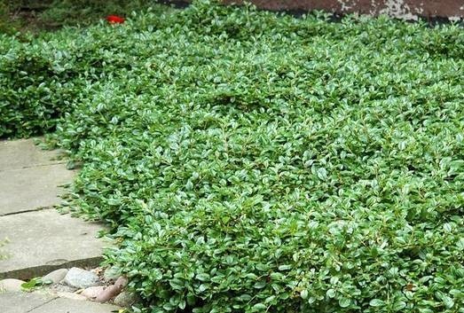 Horizontal cotoneaster in landscape design