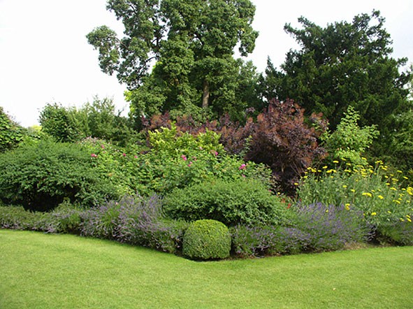 Horizontal cotoneaster in landscape design