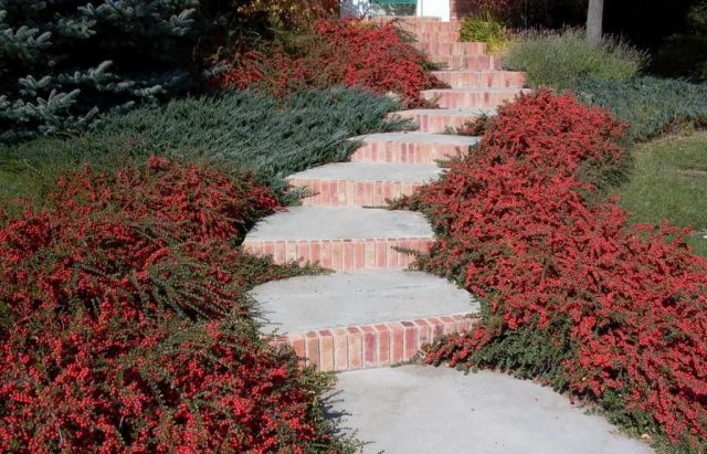 Horizontal cotoneaster in landscape design