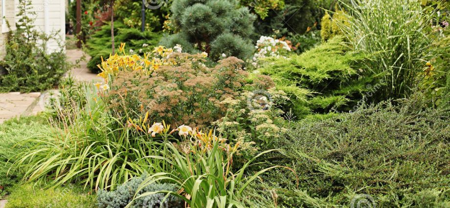 Horizontal cotoneaster in landscape design