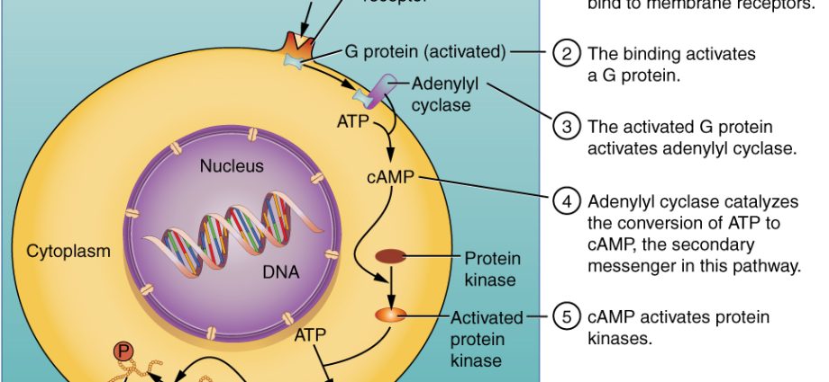 Hormones &#8211; characteristics, mechanism of action and role in the body [EXPLAINED]