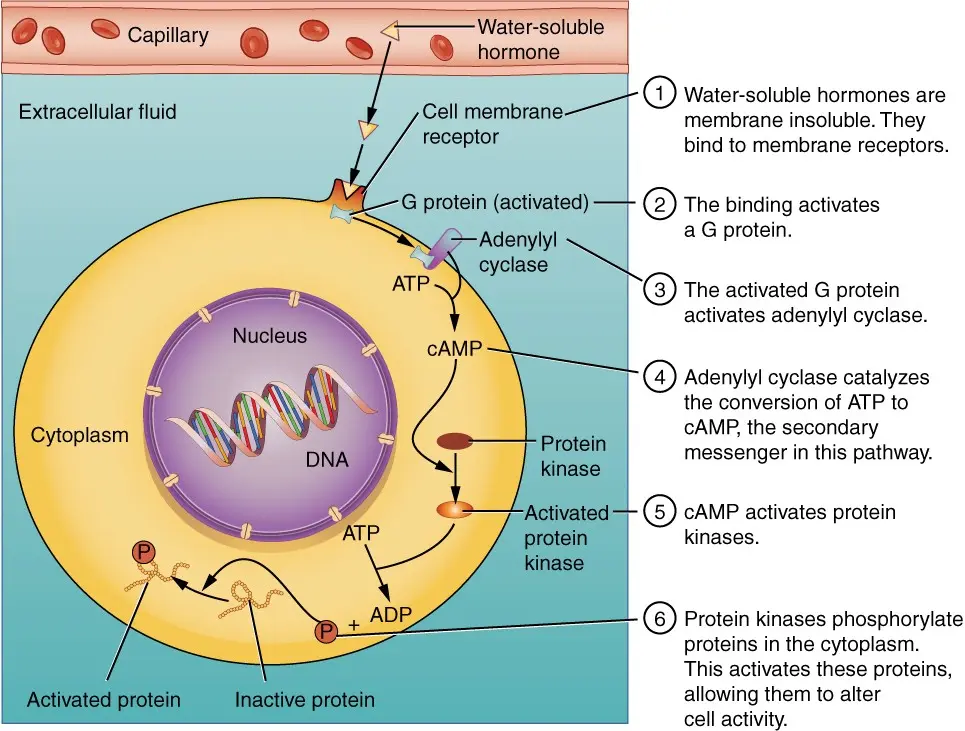 characteristics, mechanism of action and role in the body ... Biology Diagrams