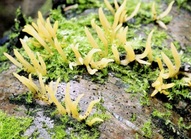 Horn-shaped calocera: description and photo