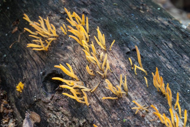 Horn-shaped calocera: description and photo