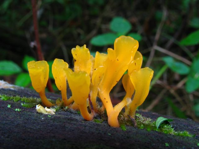 Horn-shaped calocera: description and photo