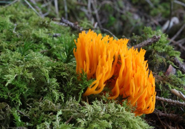 Horn-shaped calocera: description and photo