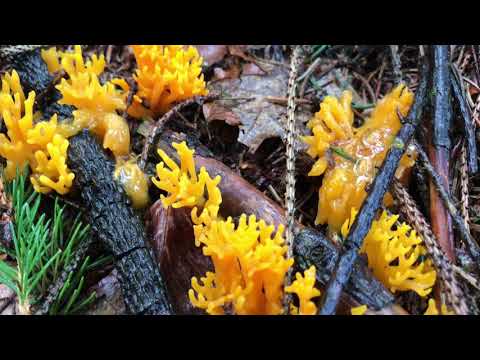 Horn-shaped calocera: description and photo