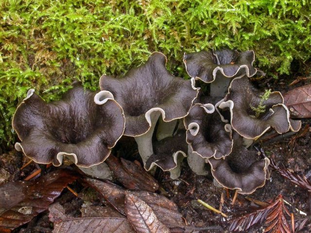 Horn-shaped funnel: edibility, description and photo