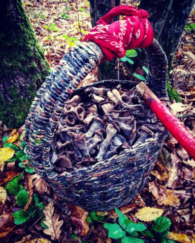 Horn-shaped funnel: edibility, description and photo